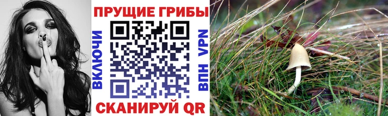 как найти   Хилок  OMG   Псилоцибиновые грибы Psilocybe 